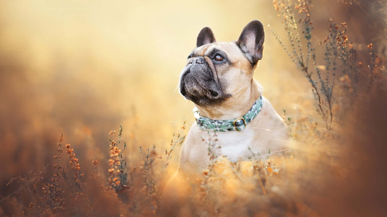 French Bulldog Aesthetic Beige Autumn Background