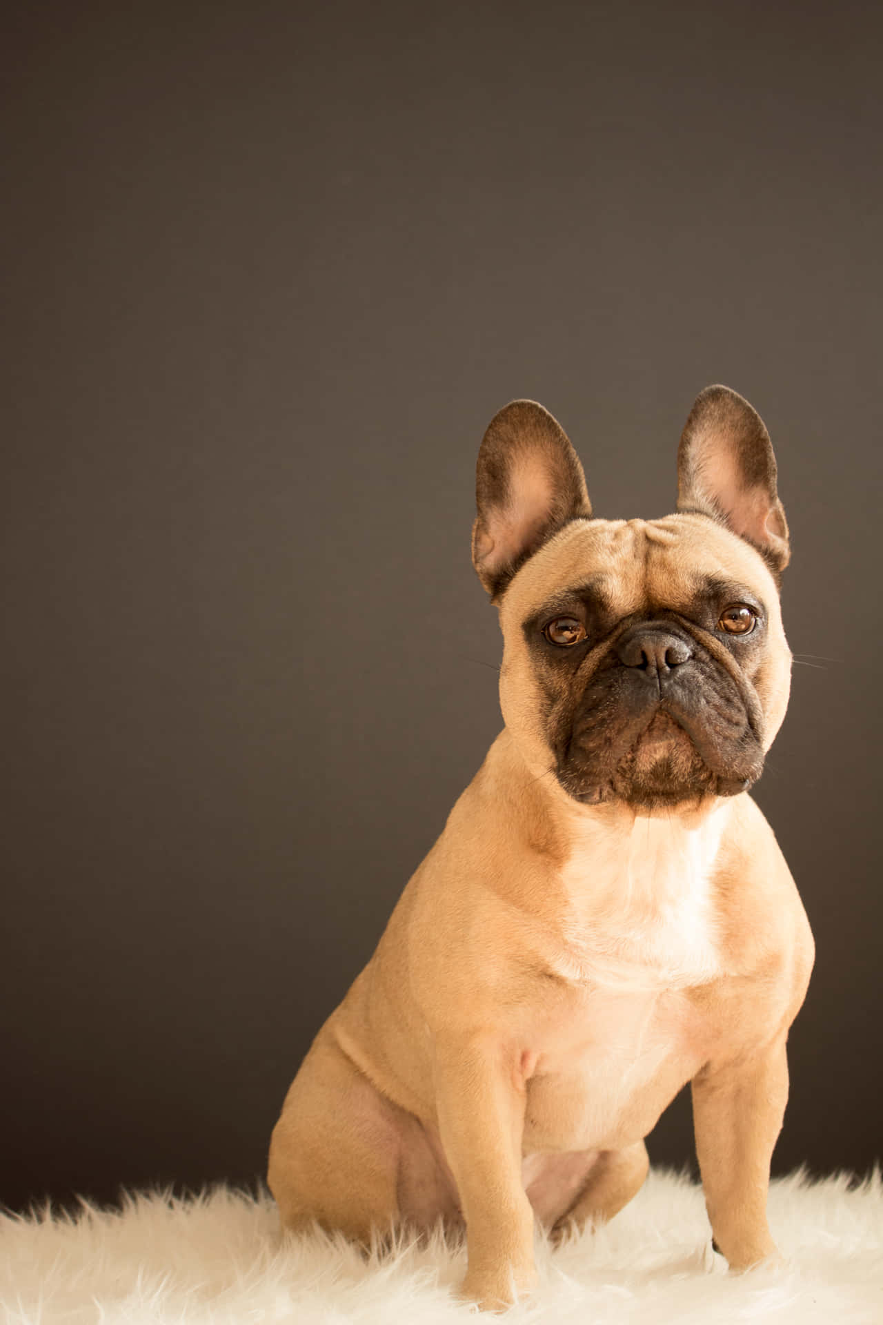 French Bulldog Aesthetic Studio Portrait Wallpaper