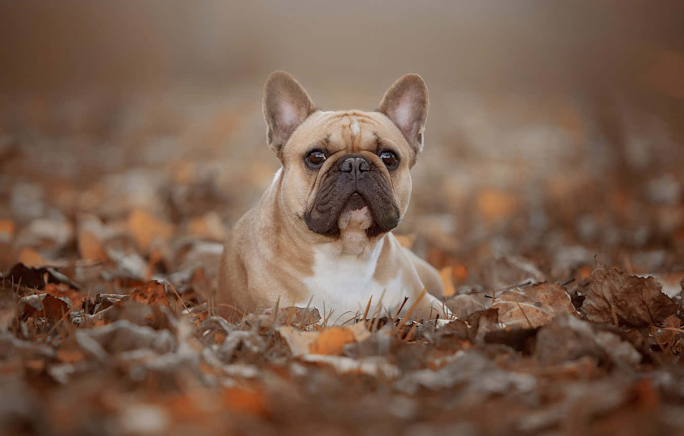 French Bulldog Autumn Leaves Foliage Wallpaper