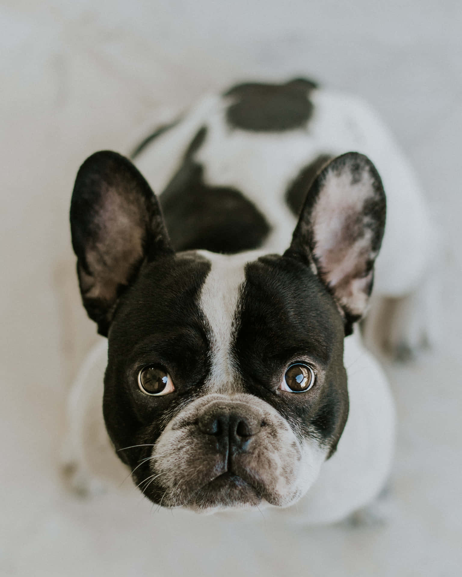 Adorabilebulldog Francese Bianco E Nero Con Uno Sguardo Intrigante. Sfondo