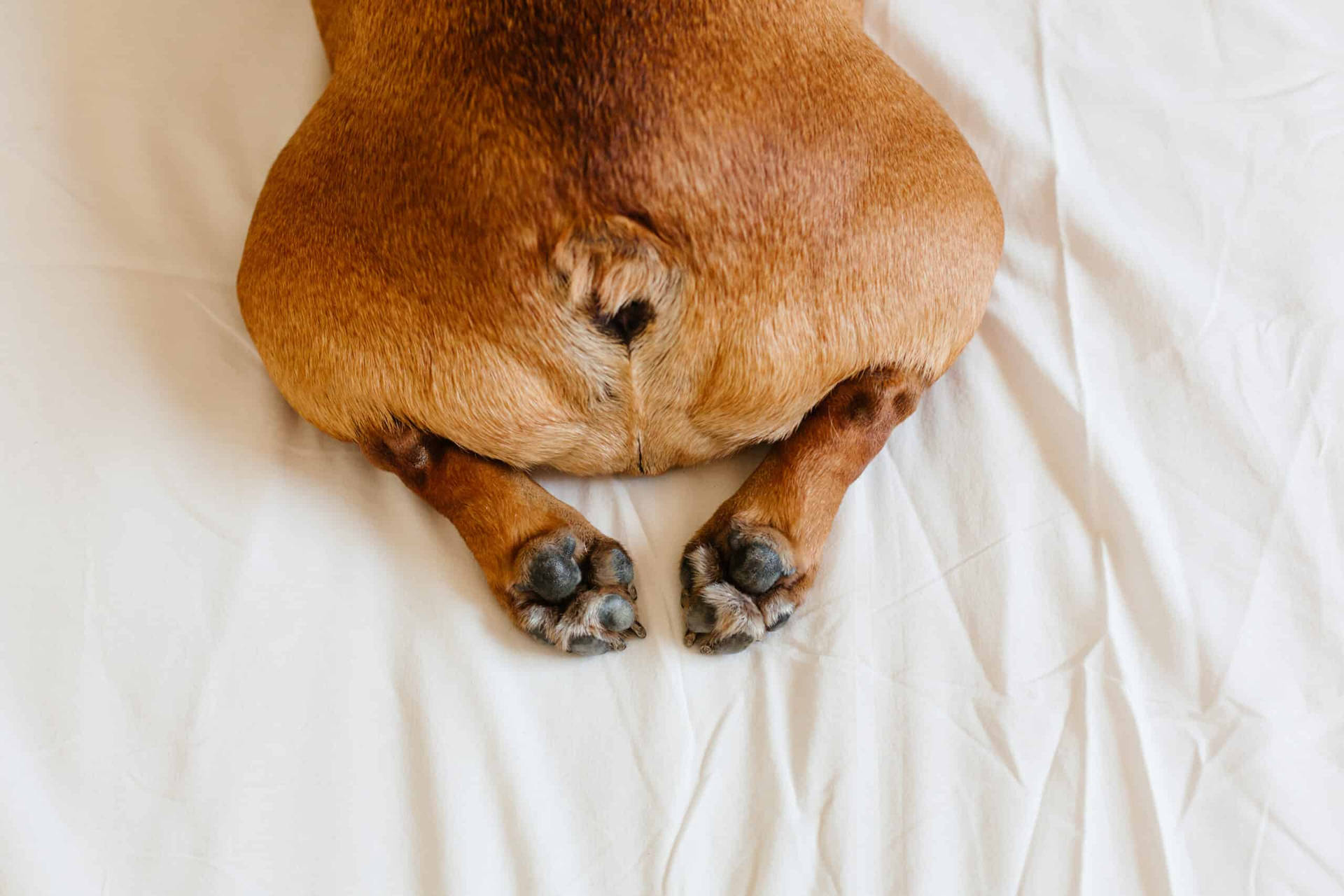 French Bulldog Butts Picture