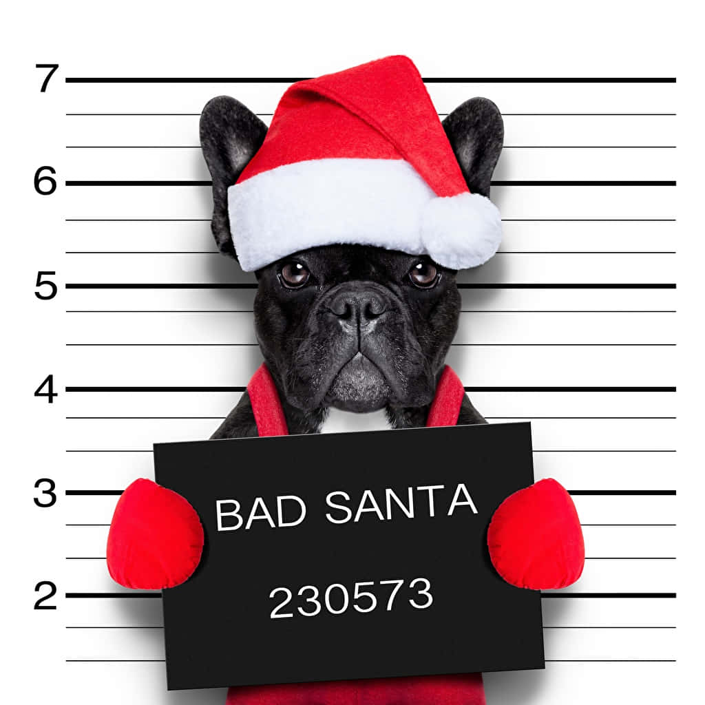 French Bulldog Christmas Bad Santa Mugshot Background