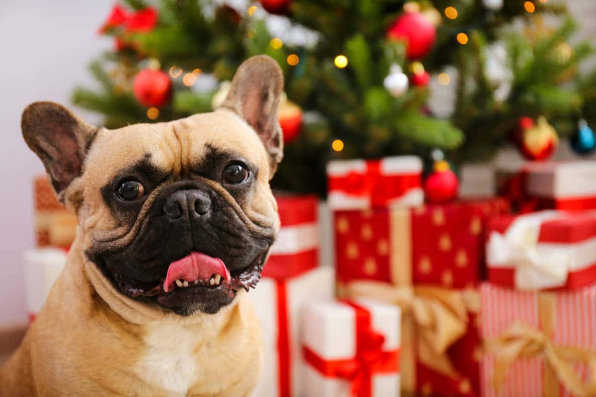 French Bulldog Christmas Tree Presents Background