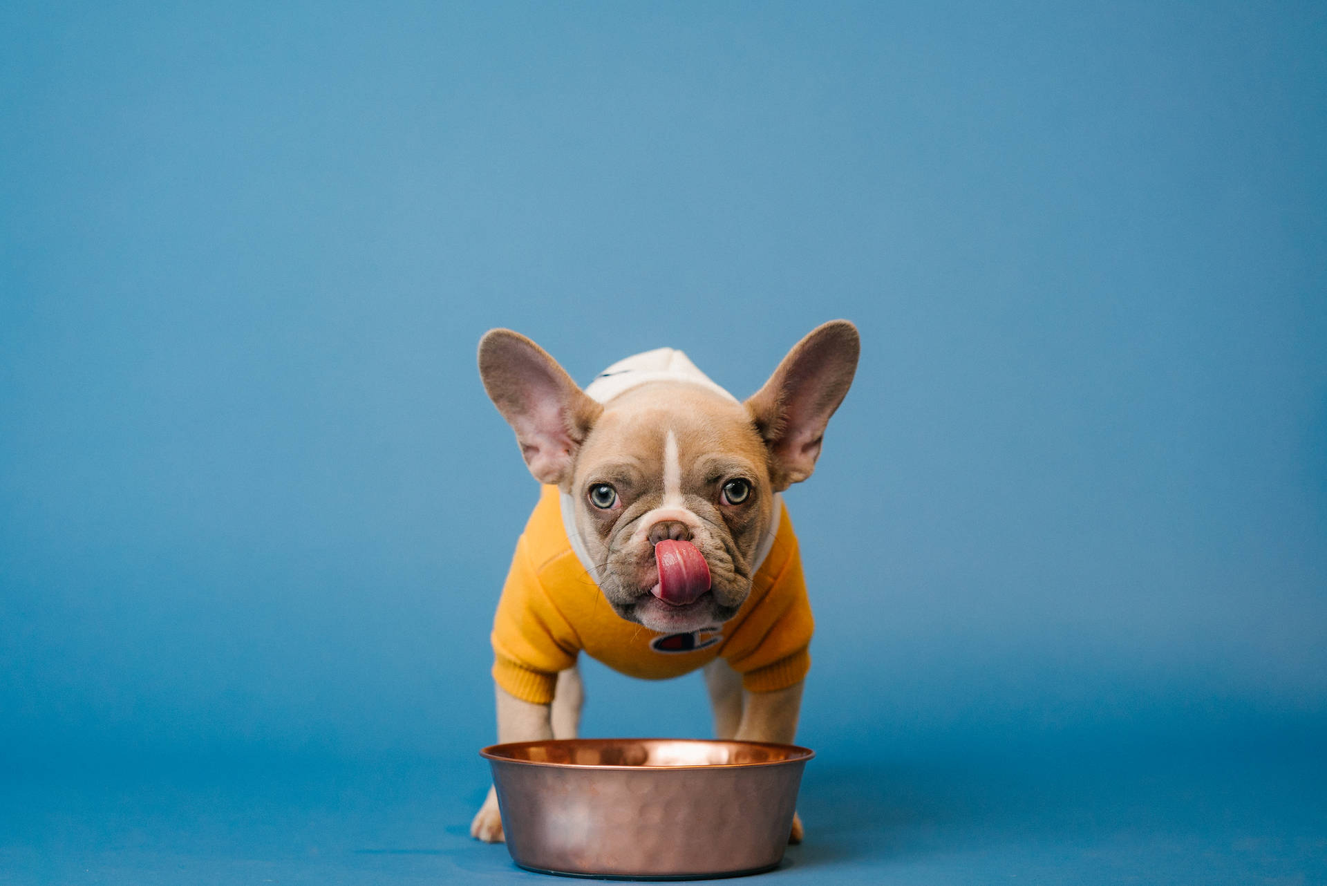 French Bulldog Eating On Bowl Background