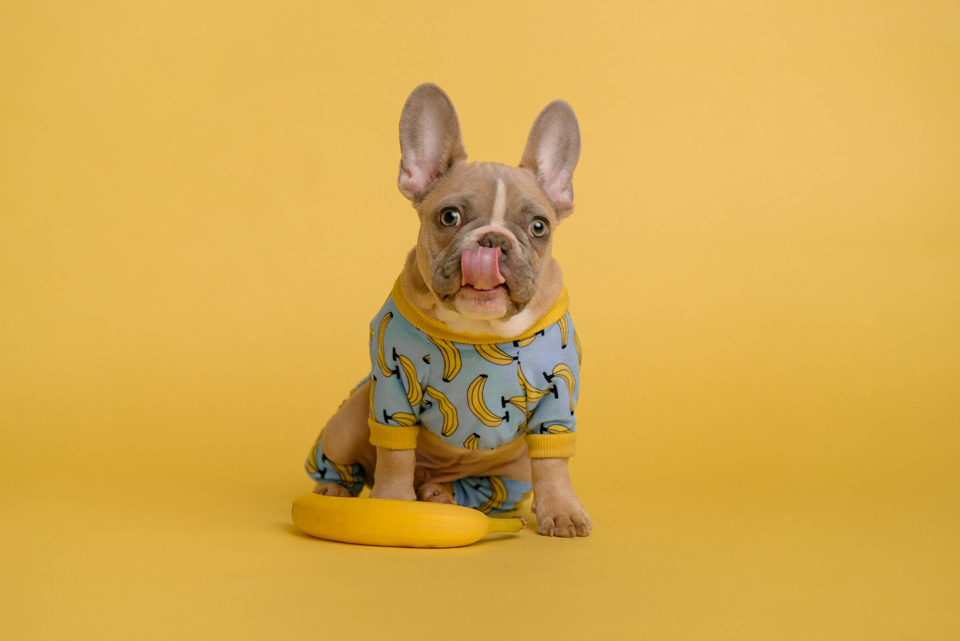 French Bulldog In Banana Outfit Background