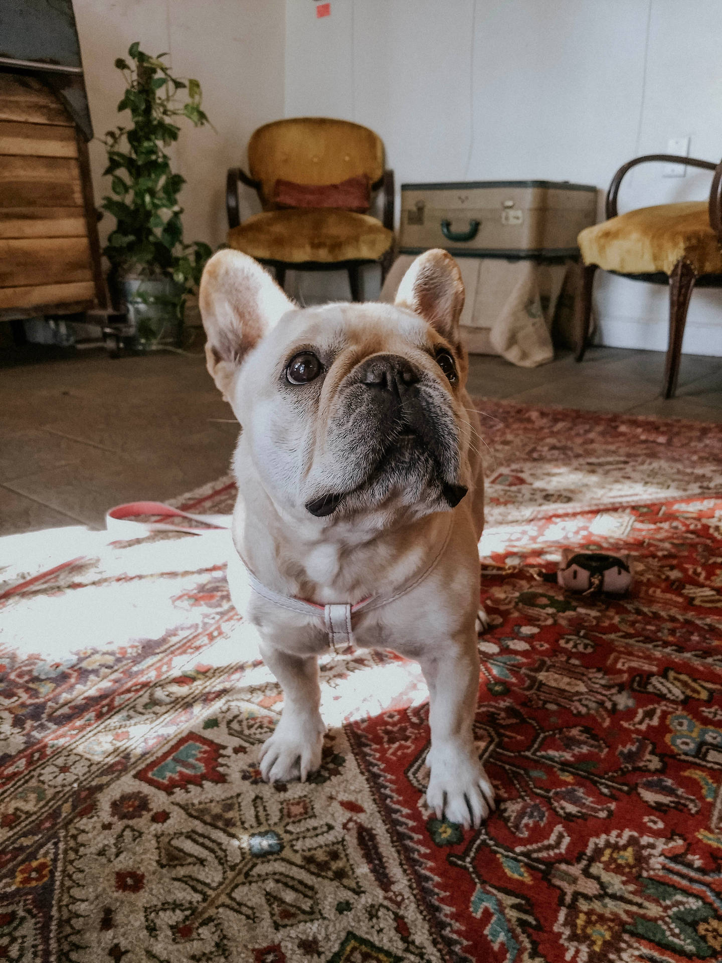 French Bulldog In Living Room Background
