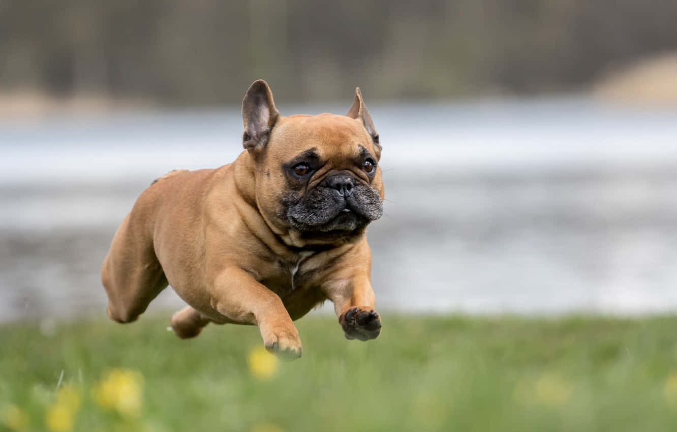 French Bulldog Jump Over Run Background