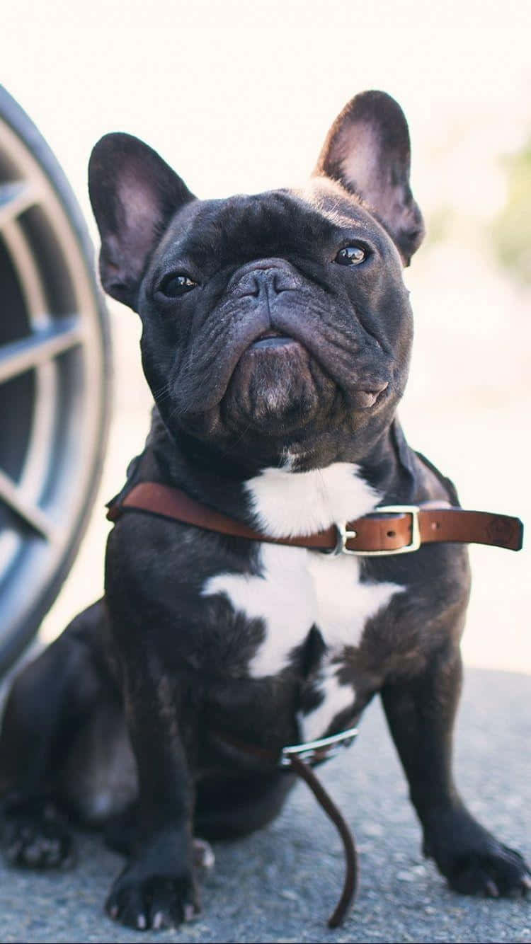 French Bulldog Leather Leash Background