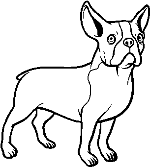 French Bulldog Line Drawing PNG