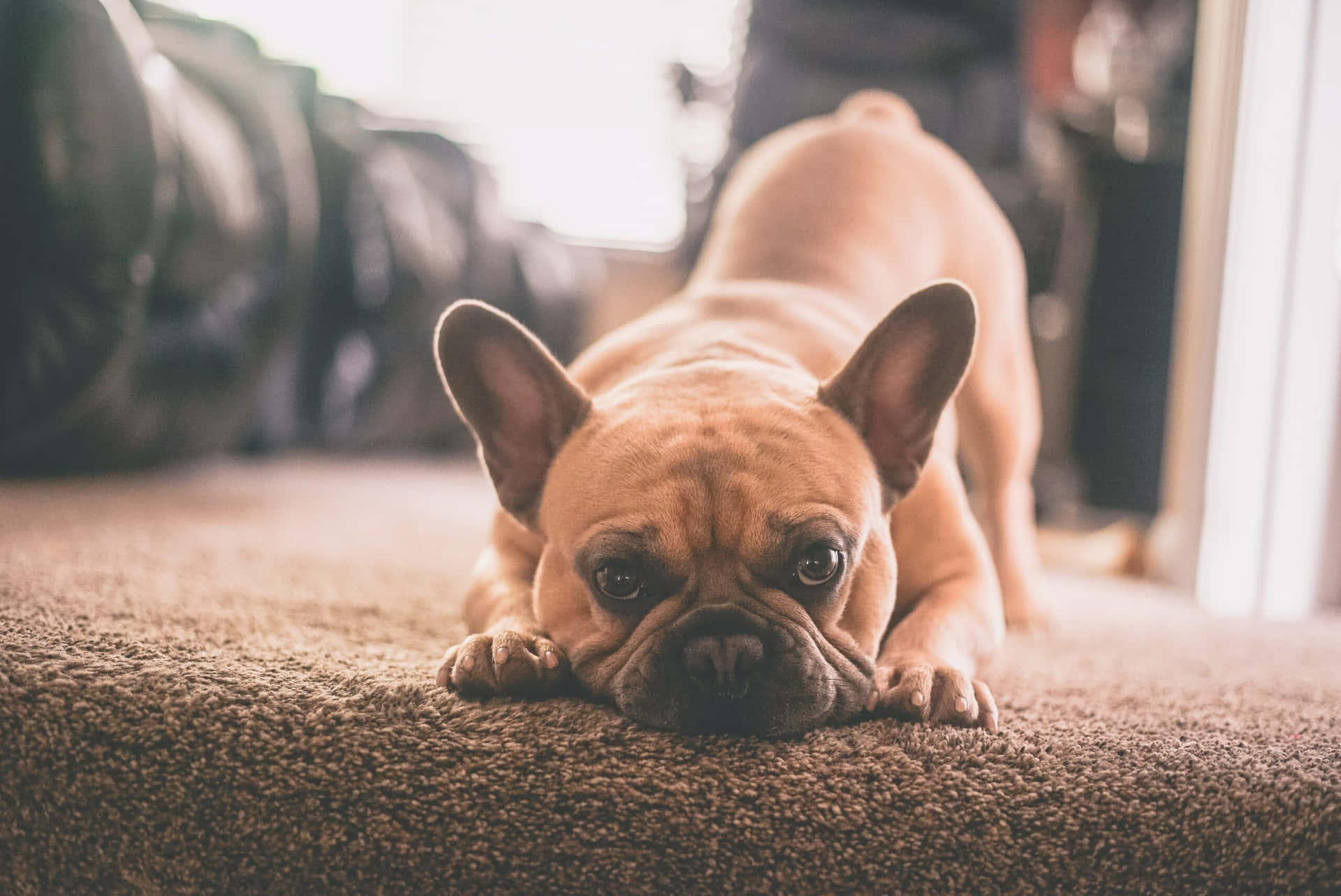 French Bulldog Puppy Posing In Carpet