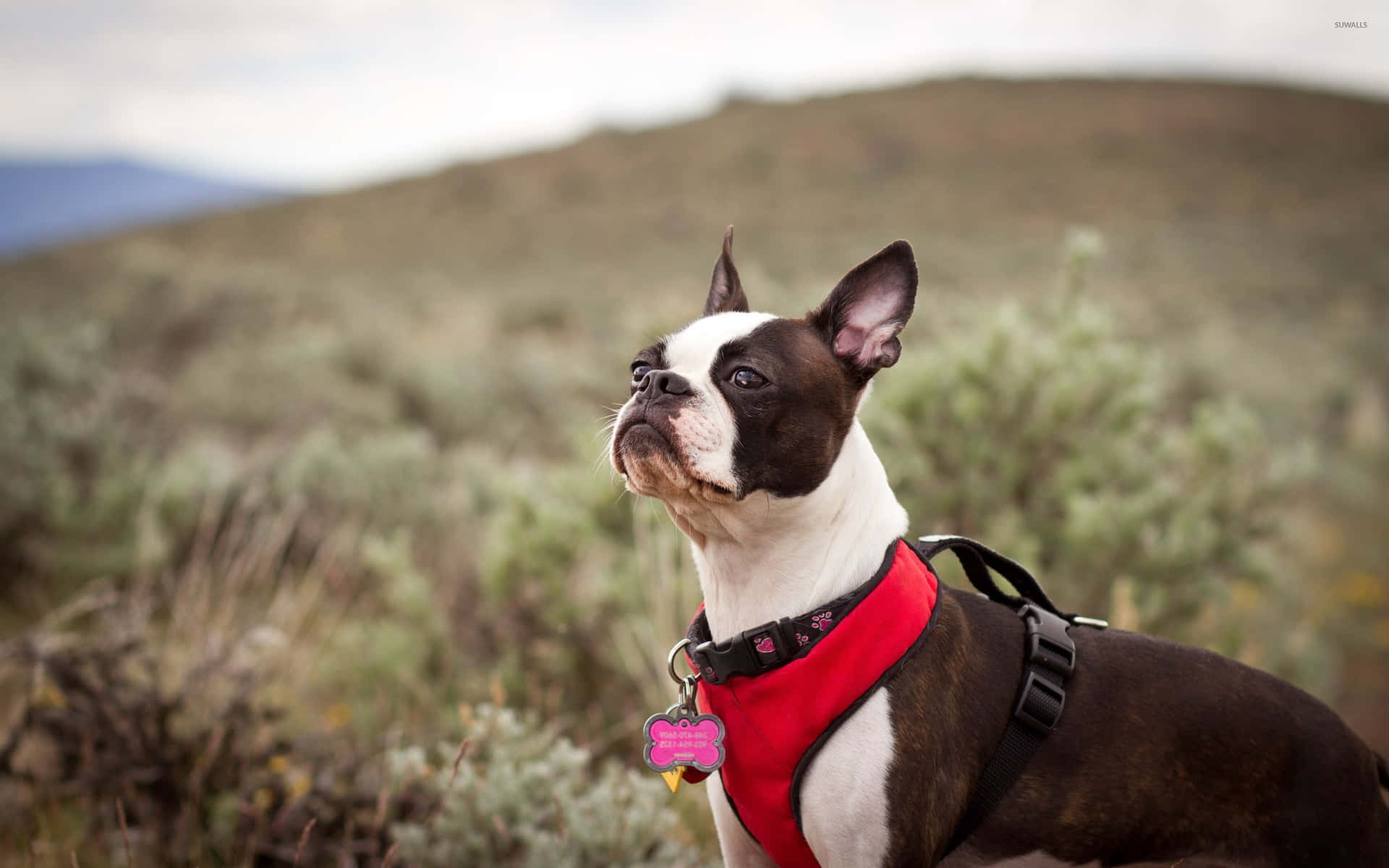 This adorable French Bulldog is ready for its close up!