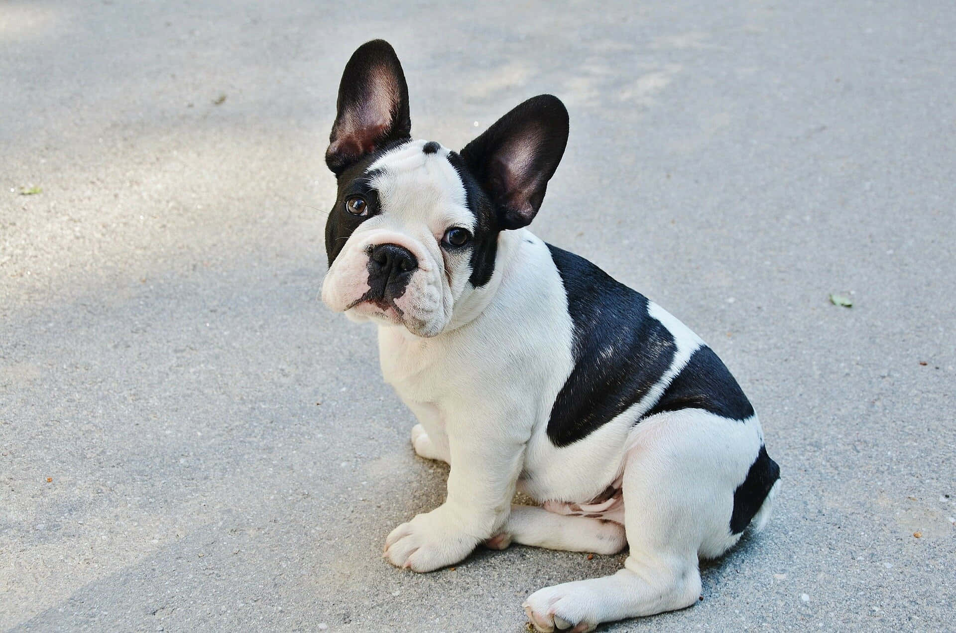 This happy french bulldog looks ready to cause some mischief