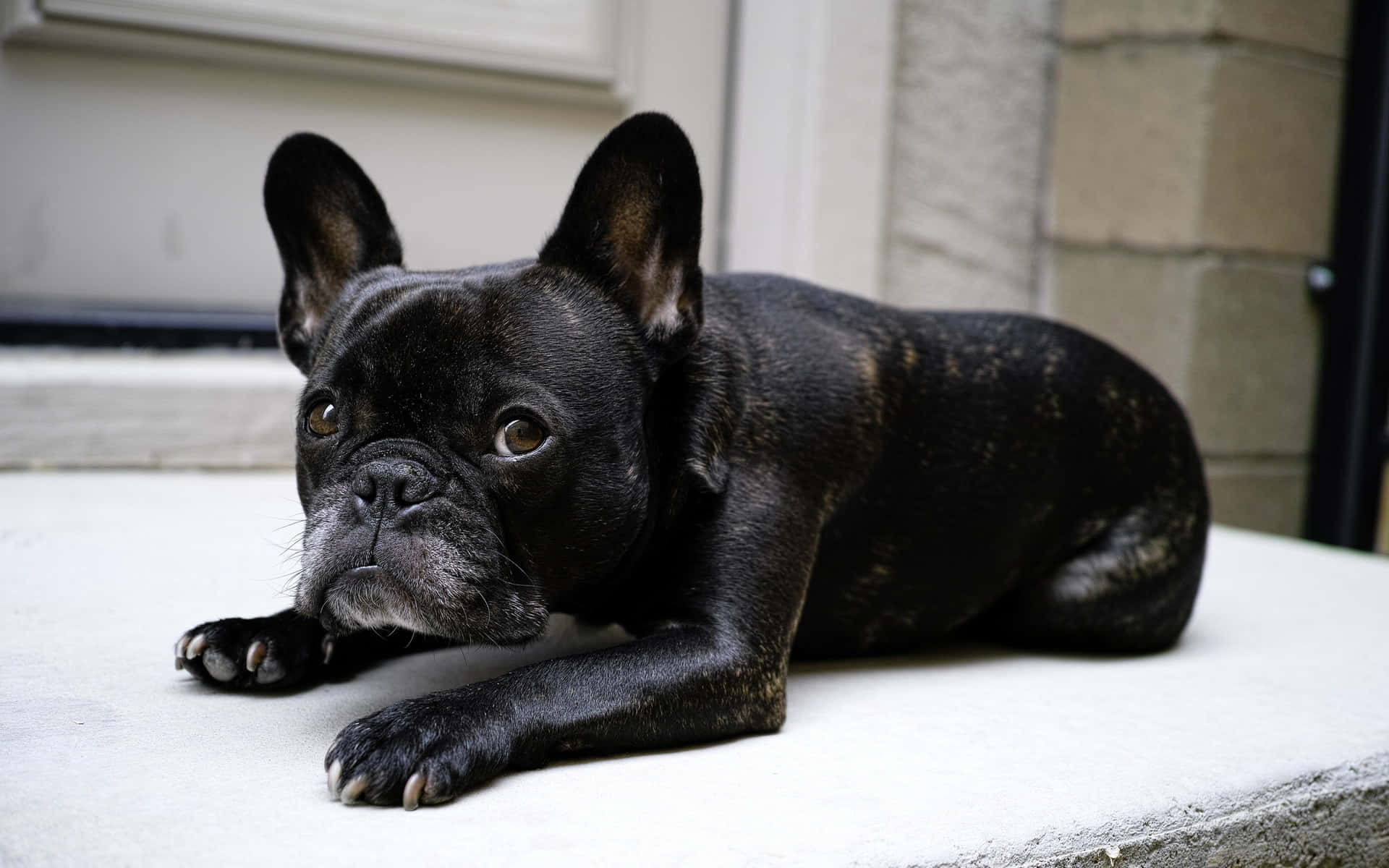 Cuteness overload! Look at this adorable French Bulldog.