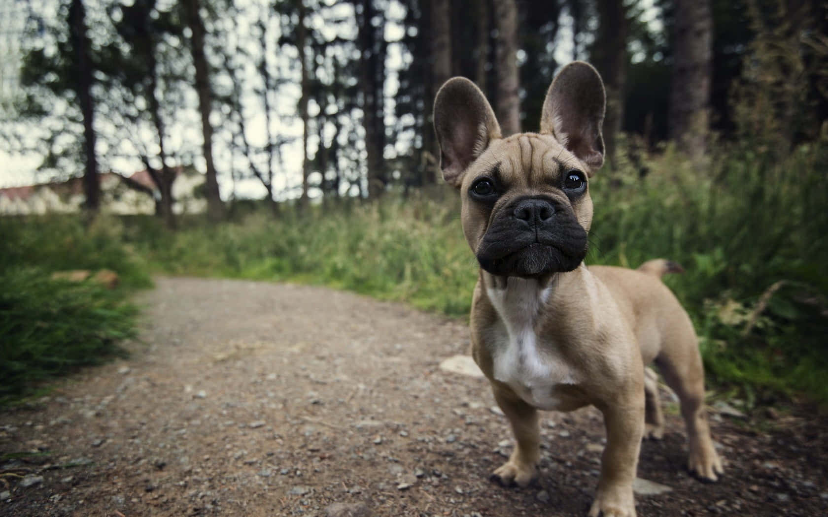 "This Adorable French Bulldog Puppy Ready For Attention"