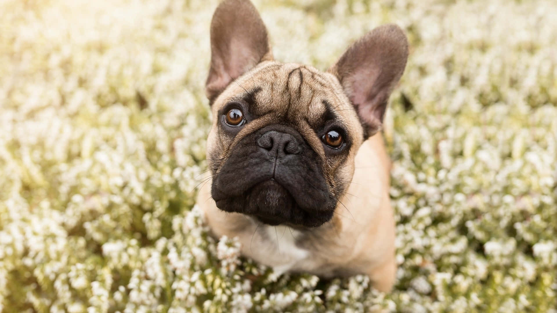 Adorable seal-colored French Bulldog relaxing on a sunny day