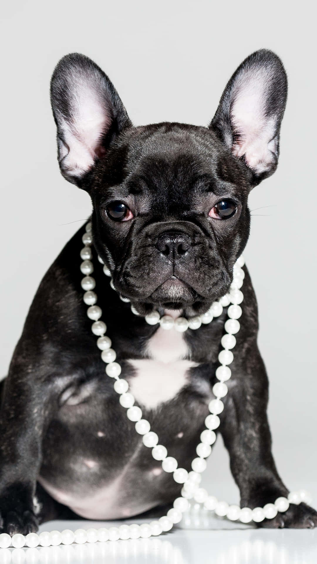 Immaginedi Un Bulldog Francese Nero Con Una Collana Di Perle.