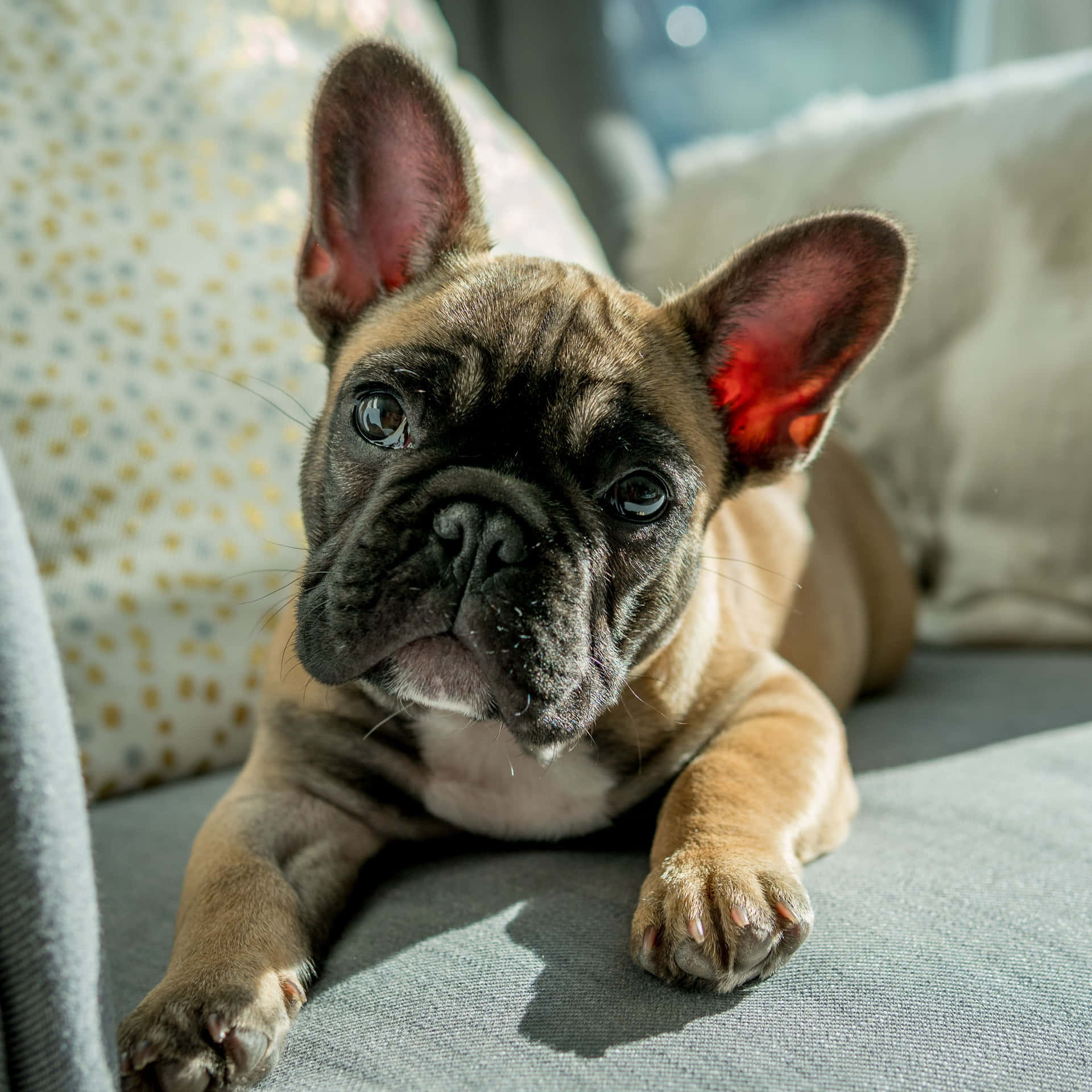 A Small French Bulldog Laying On A Couch