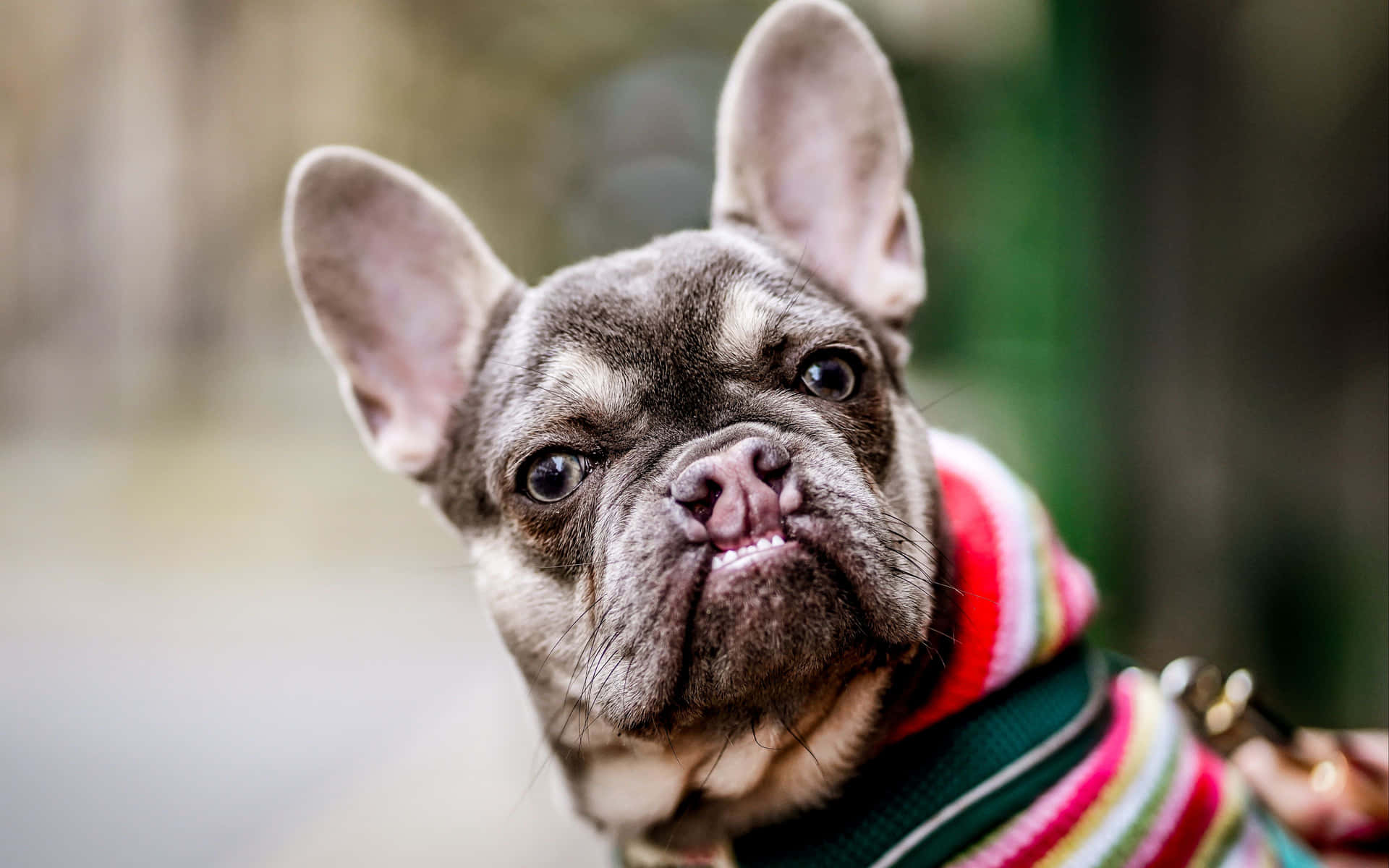 A Small French Bulldog Wearing A Colorful Sweater