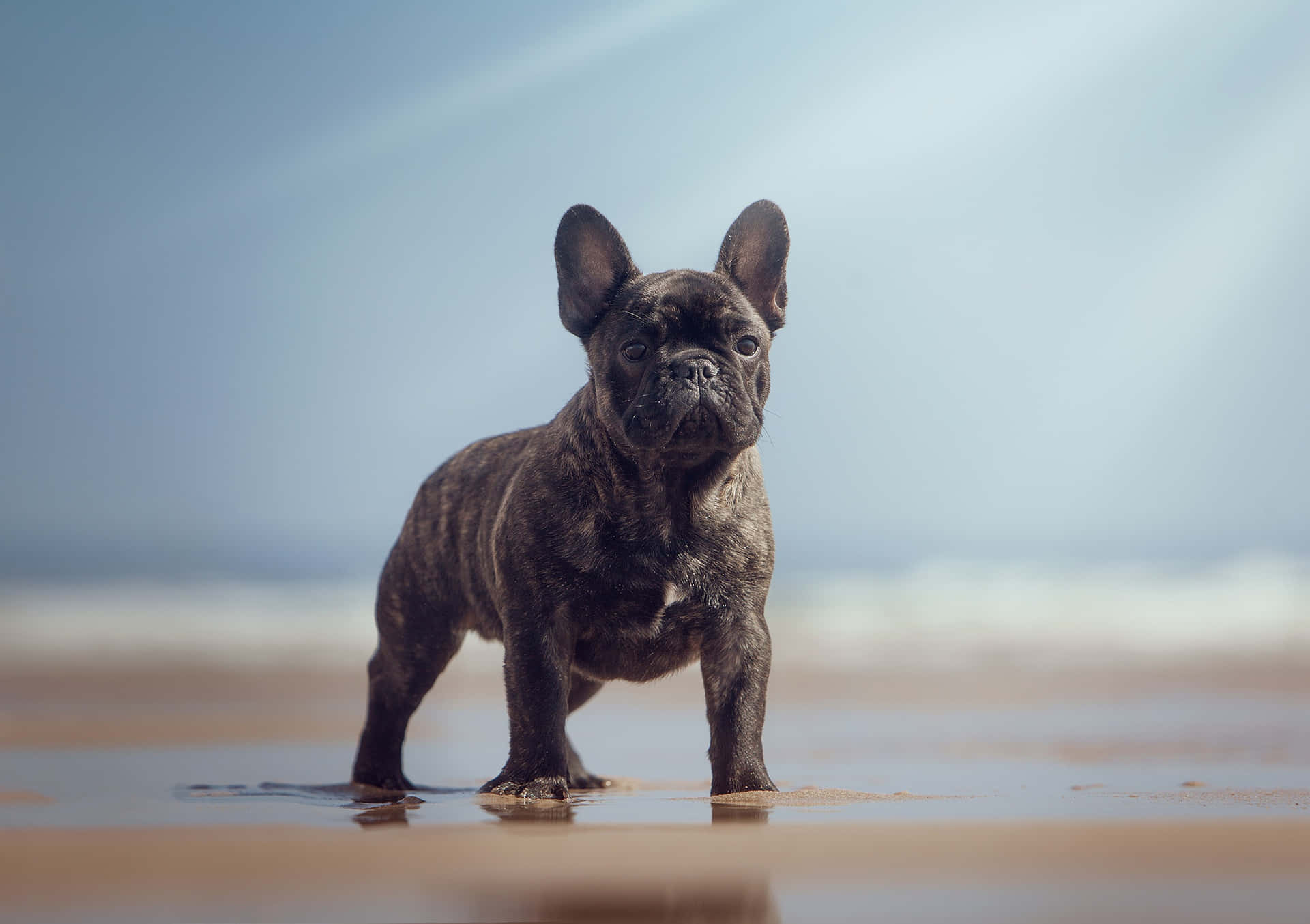 A French Bulldog looking very content