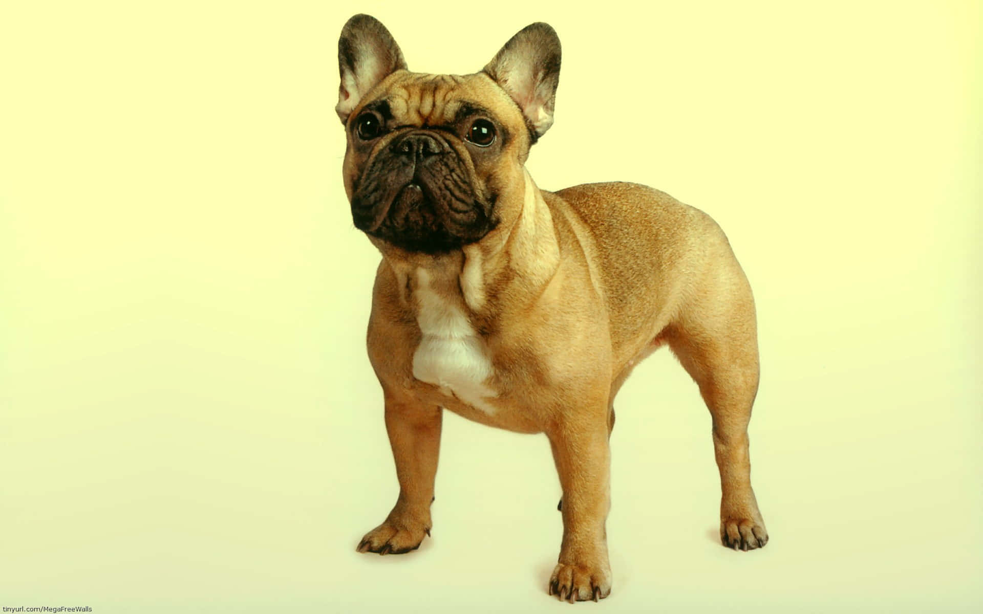 Niedlichesund Lustiges Französisch-bulldoggen-welpen