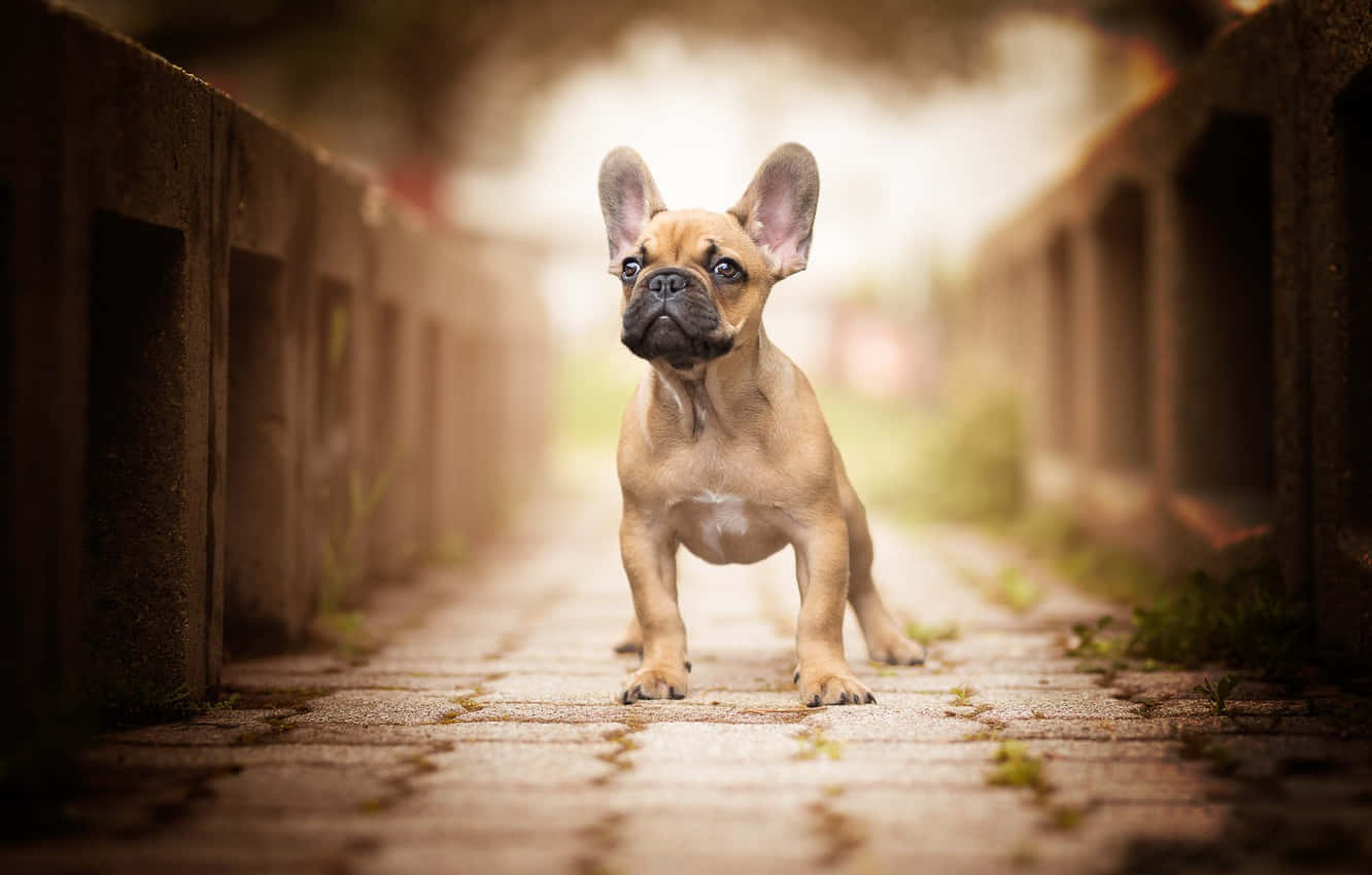 French Bulldog Puppy Bokeh Photography Wallpaper