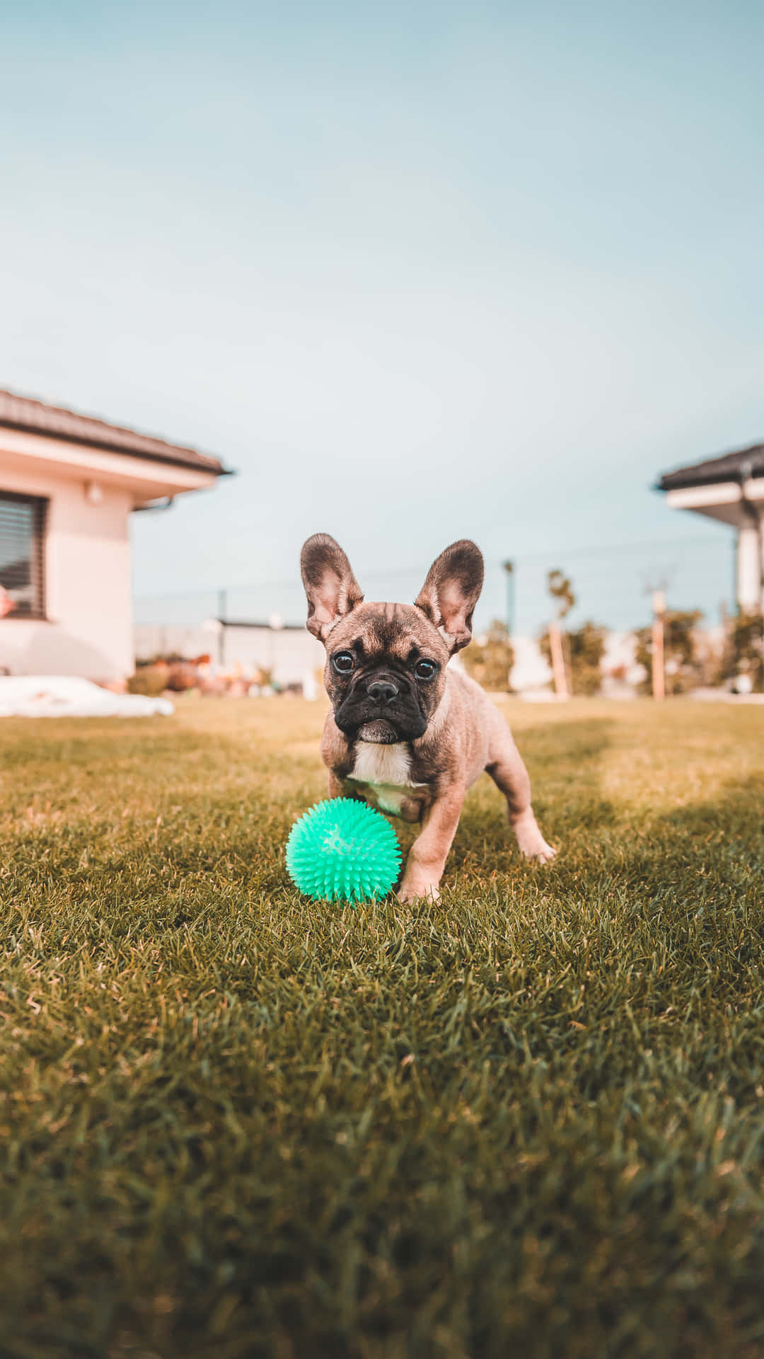 French Bulldog Puppy Outdoor Play Background