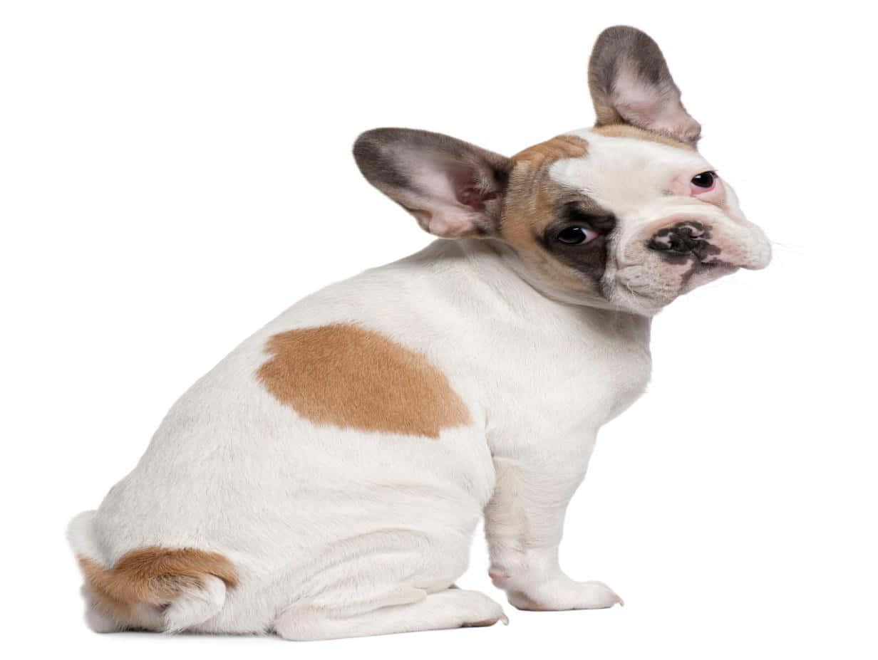French Bulldog Puppy Rear View Background
