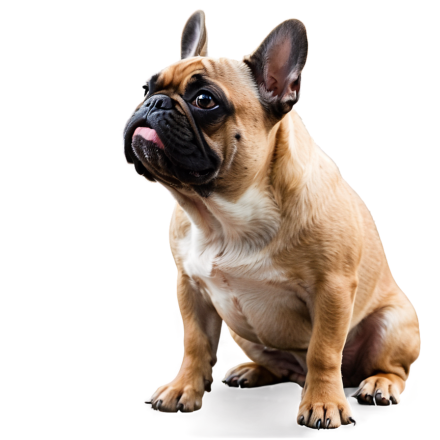 French Bulldog Side View Png Rle94 PNG