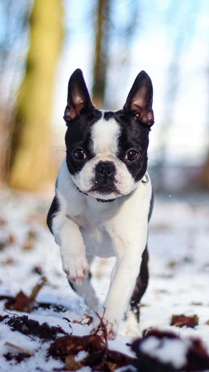 French Bulldog Snow Forest Winter Background