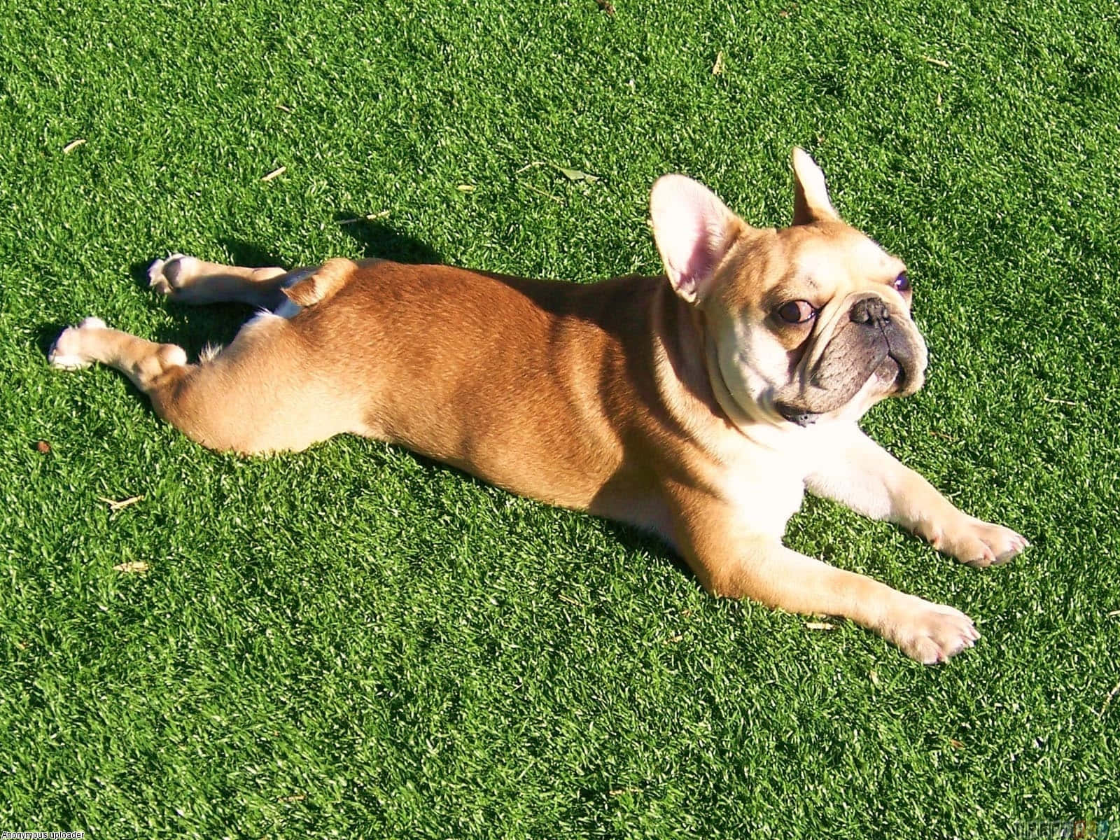 French Bulldog Sun Basking Grass Field Wallpaper