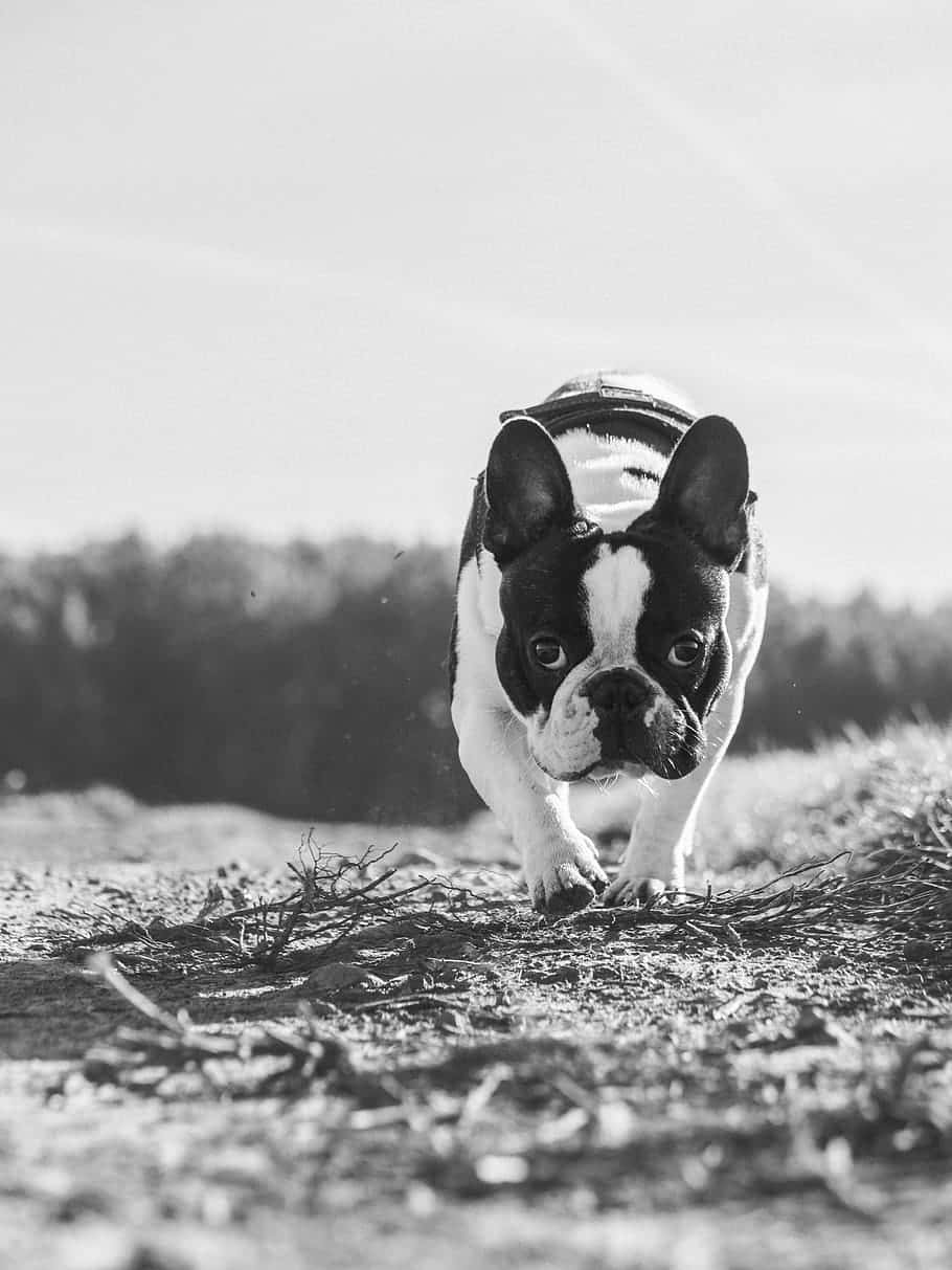 French Bulldog Walking Black And White Background