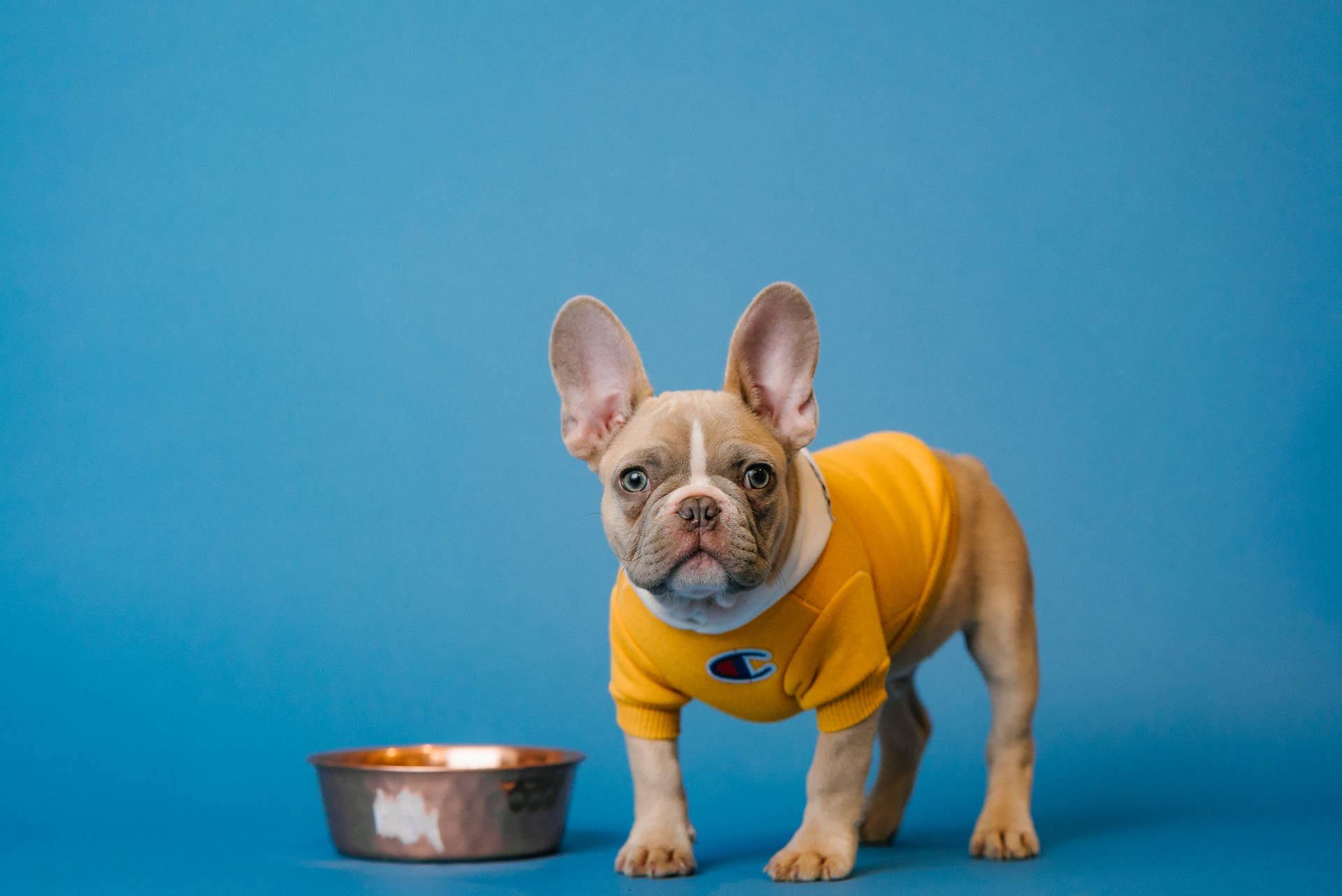 Camisade Campeão Amarela Bulldog Francês. Papel de Parede