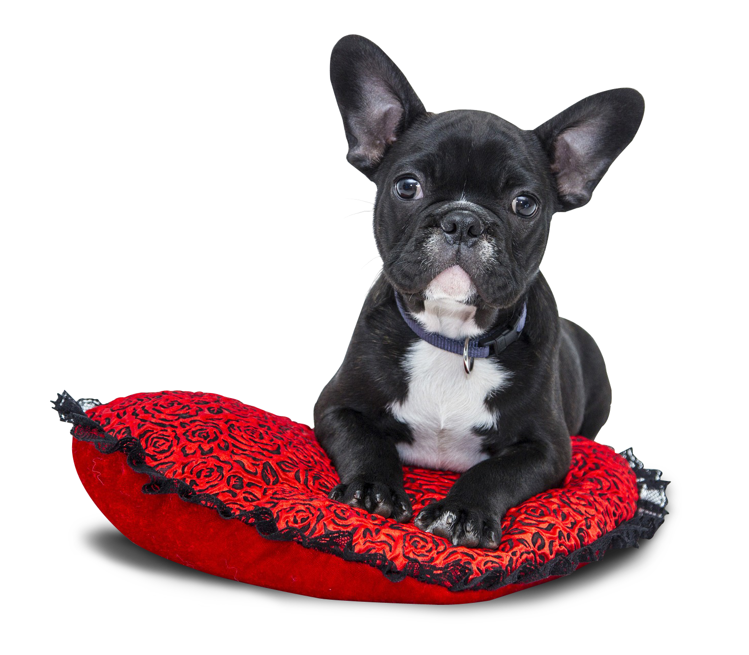 French Bulldogon Red Cushion PNG