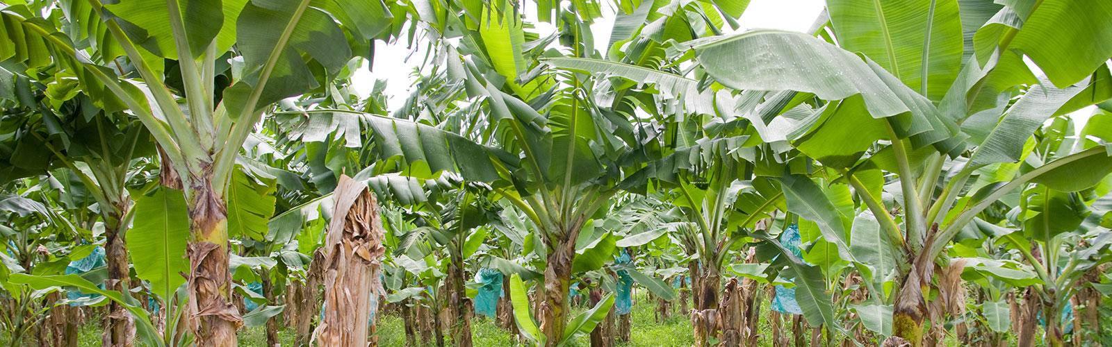 Lush Banana Plantation in French Guiana Wallpaper