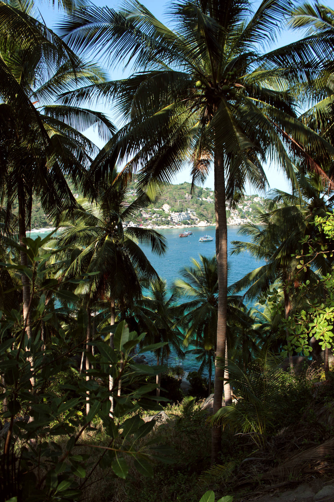 French Guiana Coconut Trees Wallpaper