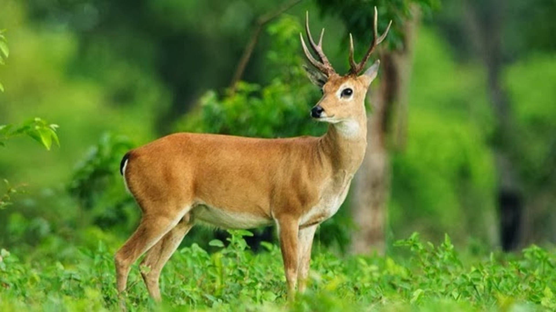 French Guiana Deer Wallpaper