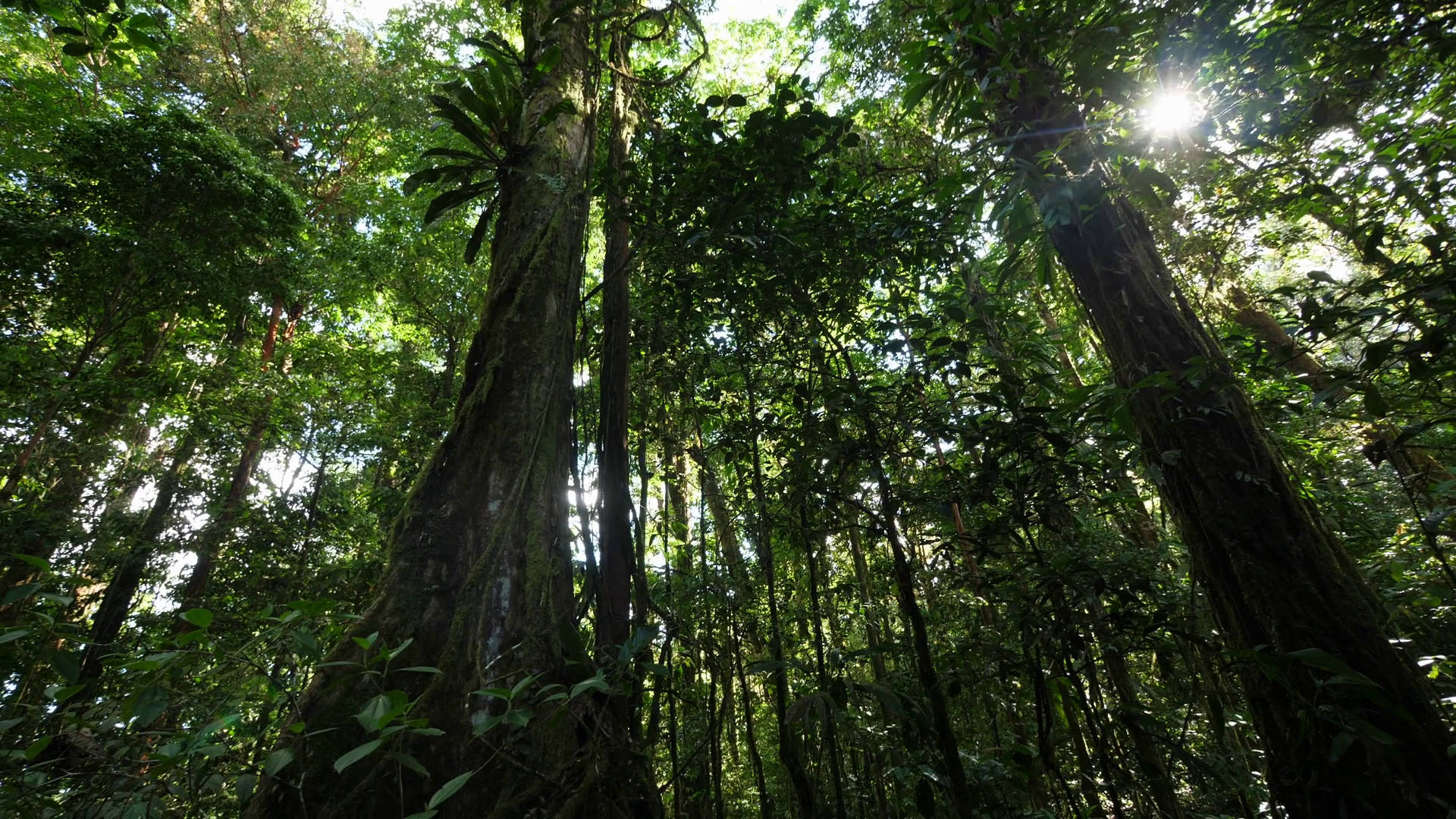 Bosquede La Guayana Francesa: Árboles Altos Fondo de pantalla
