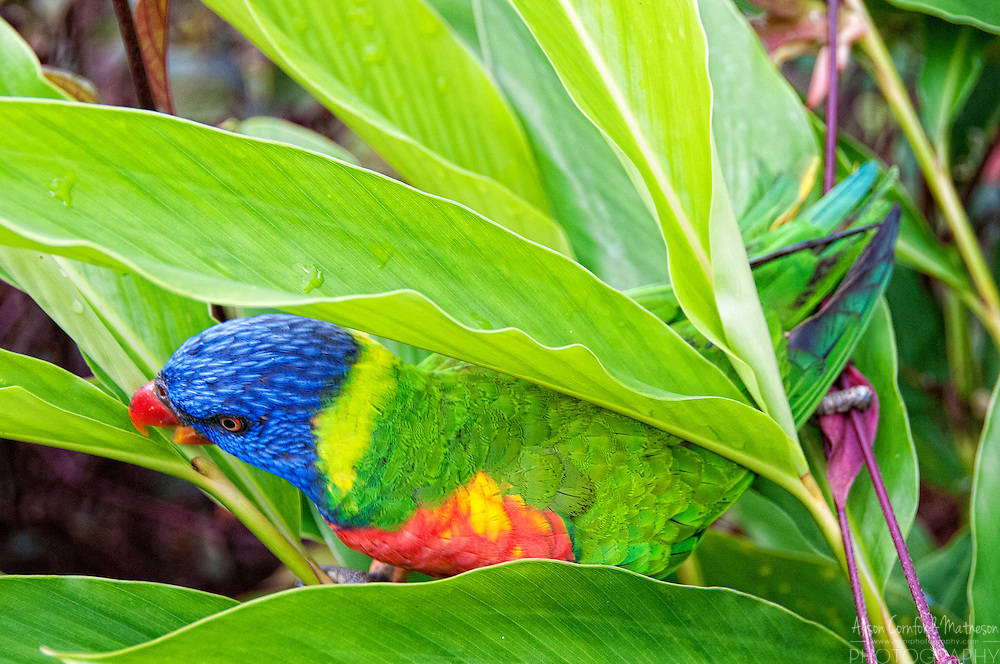 Iris Lorikeet resting in the vibrant wilderness of French Guiana Wallpaper