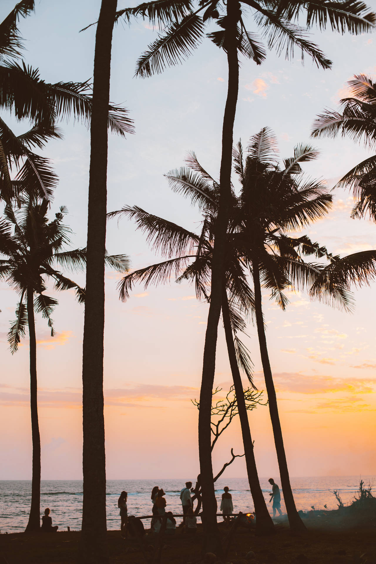 French Guiana Palm Tree Sunset Wallpaper