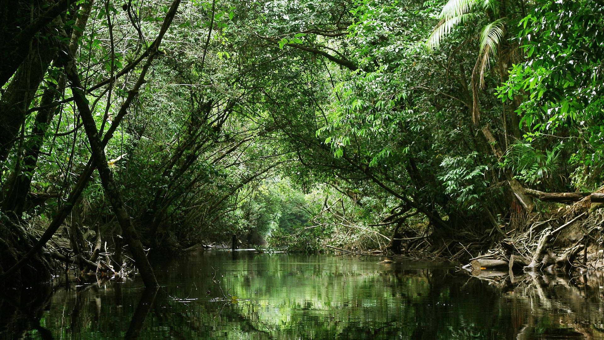 Jungladel Río Guayana Francesa Fondo de pantalla
