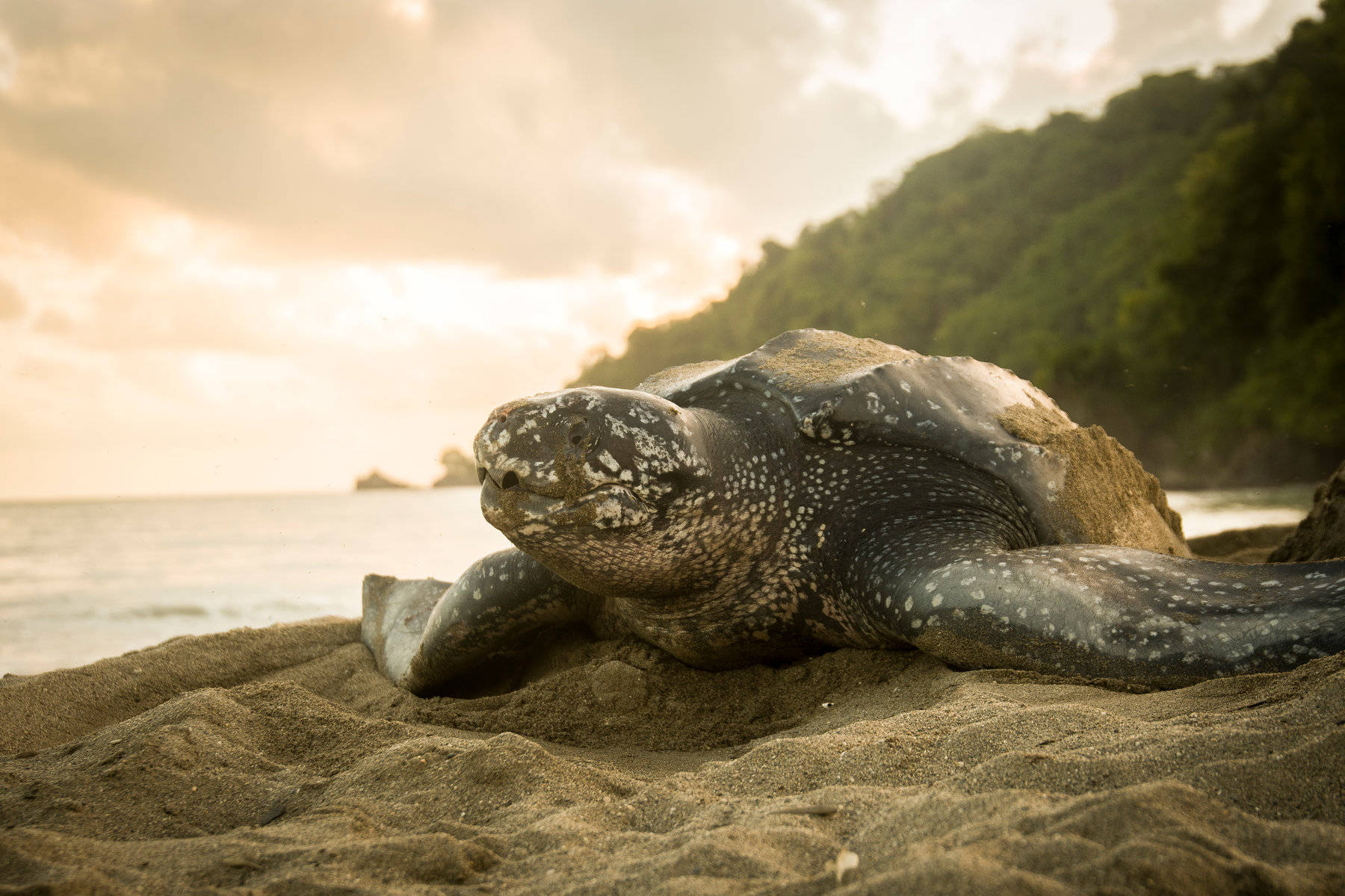 Caption: Pristine Wildlife in French Guiana - A Sea Turtle on Shore Wallpaper