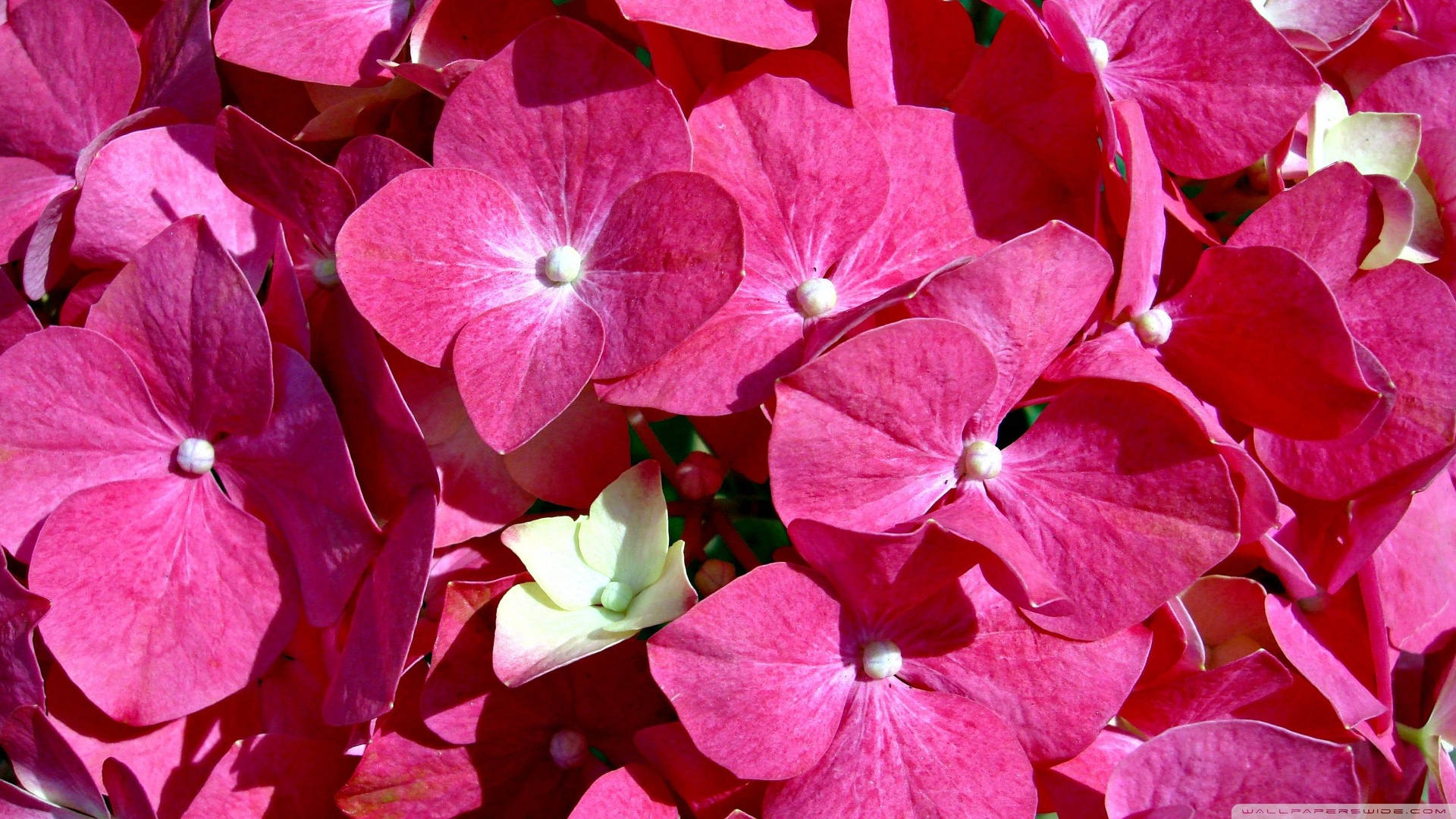Französischehortensie Niedliche Rosafarbene Blume Wallpaper