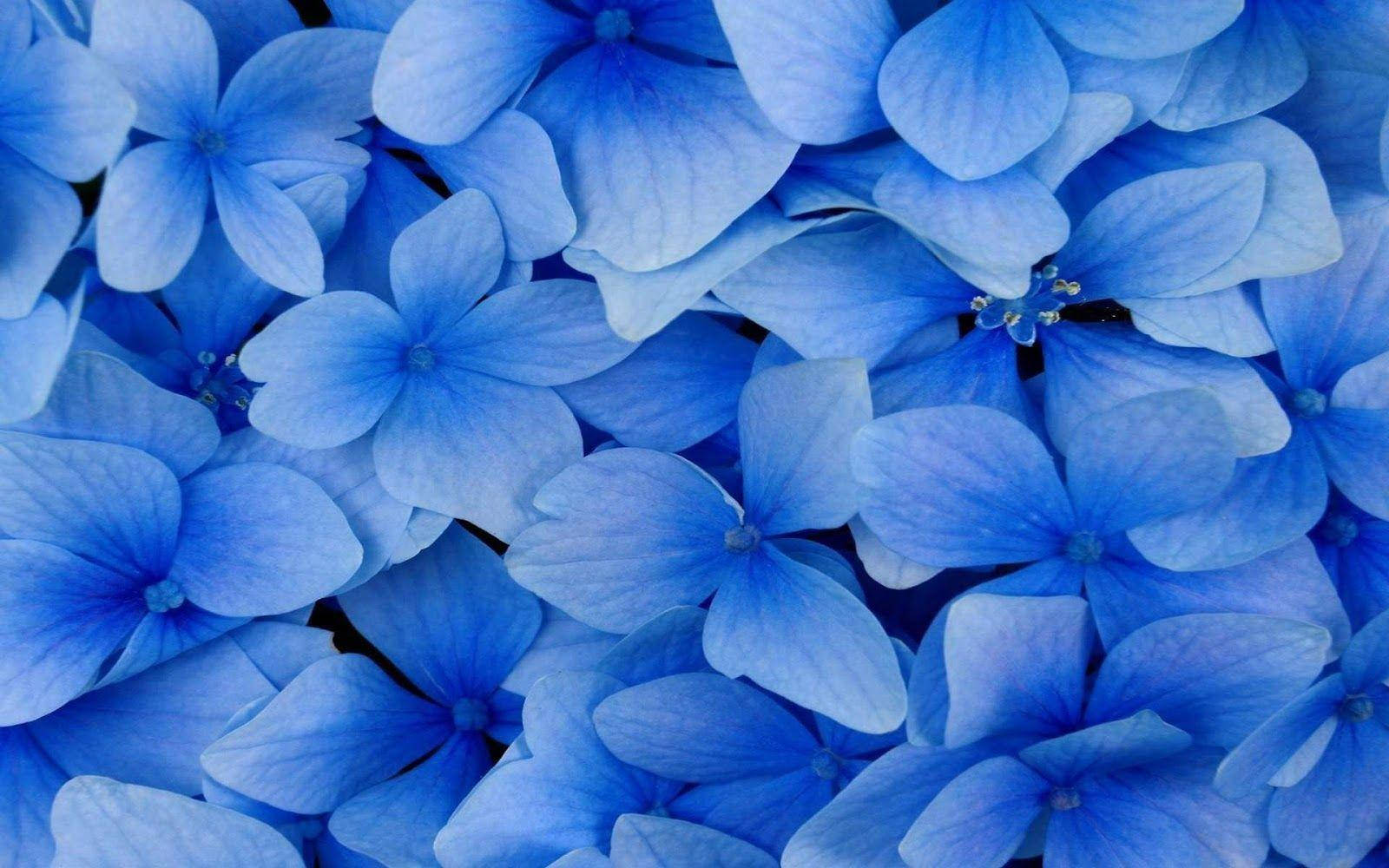 French Hydrangeas Blue Flower Background Wallpaper