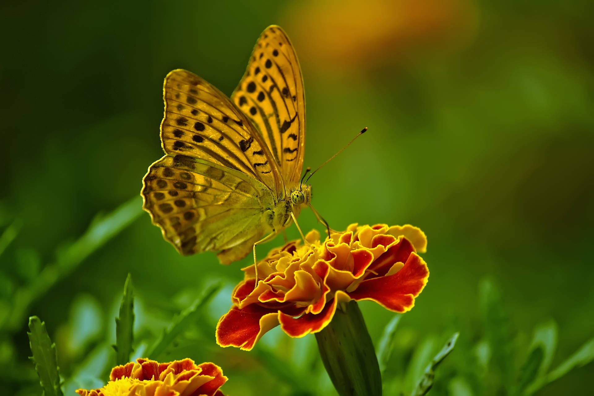 French Marigold With Butterfly Wallpaper