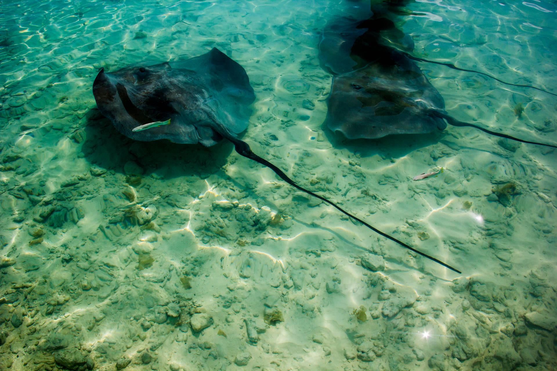 French Polynesia Black Manta Rays