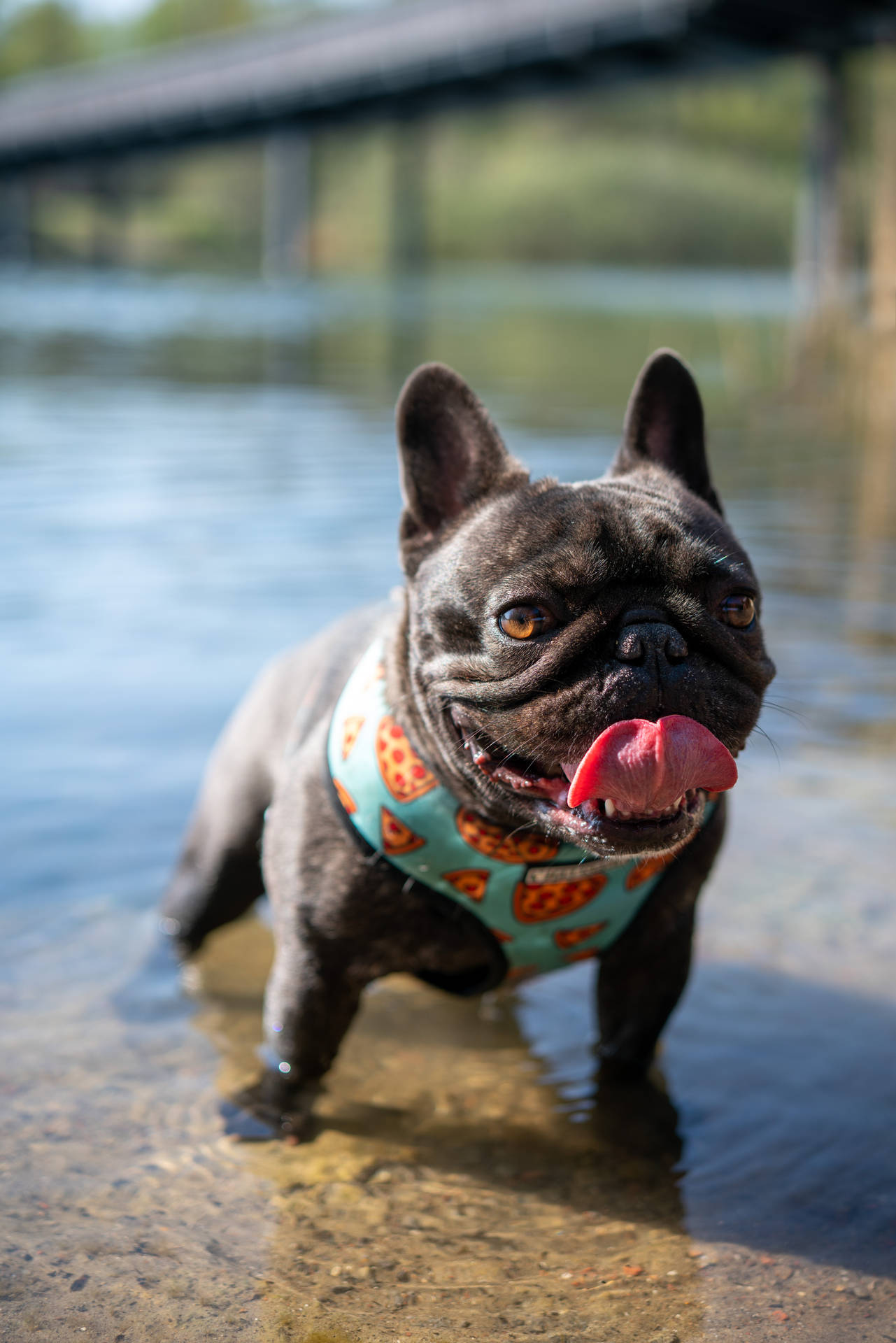 Frenchie Bulldog On Water Background
