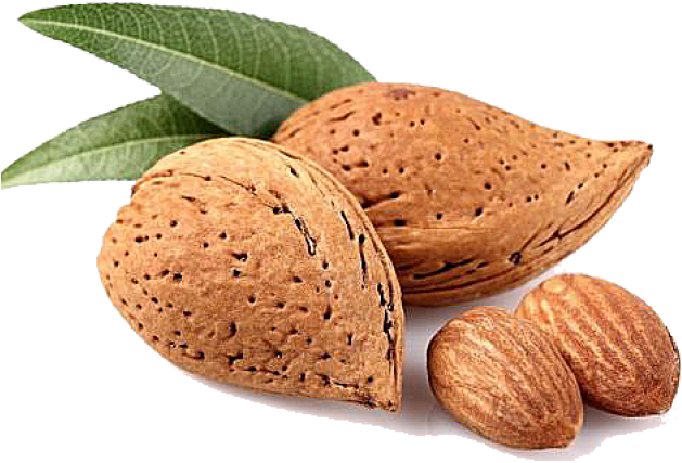 Fresh Almonds With Leaves.png PNG