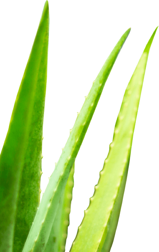 Fresh Aloe Vera Leaves Isolated PNG