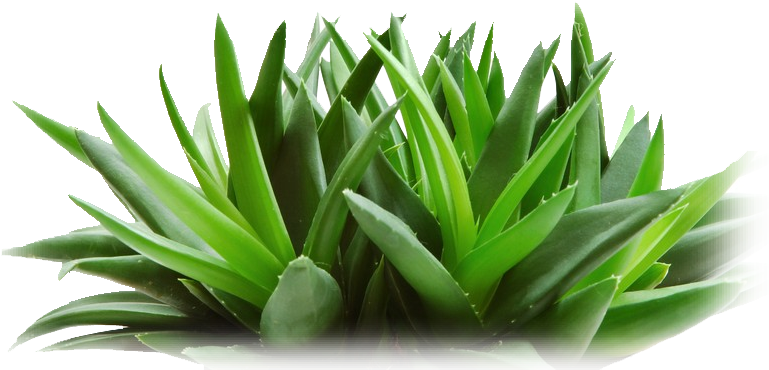 Fresh Aloe Vera Plant P N G PNG