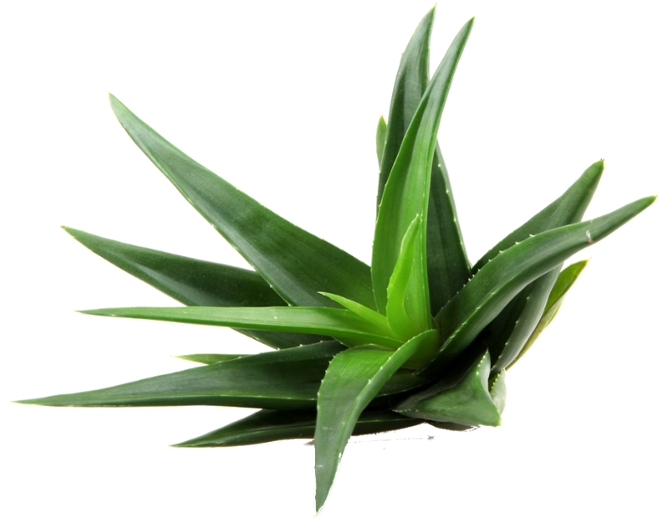Fresh Aloe Vera Plant P N G PNG